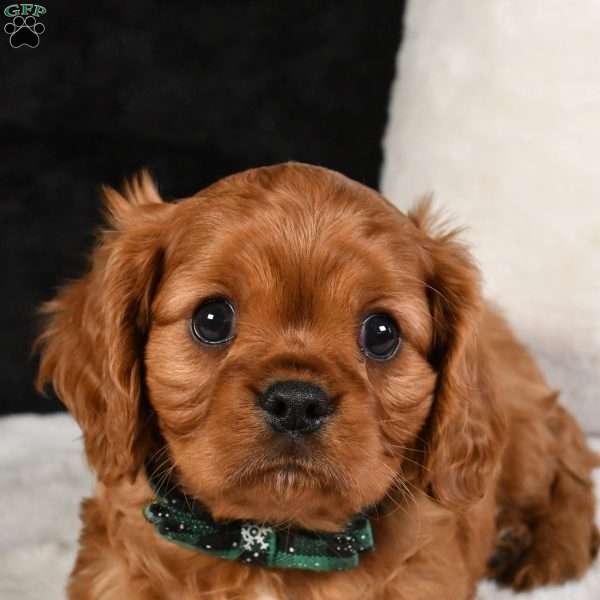 Austin, Cavalier King Charles Spaniel Puppy